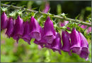 Foxglove (Digitalis Purpurea)